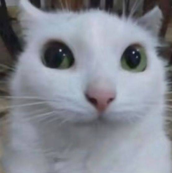 野猪亨利911