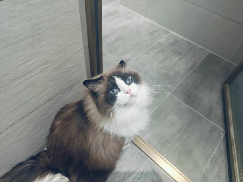 胖胖咖啡猫