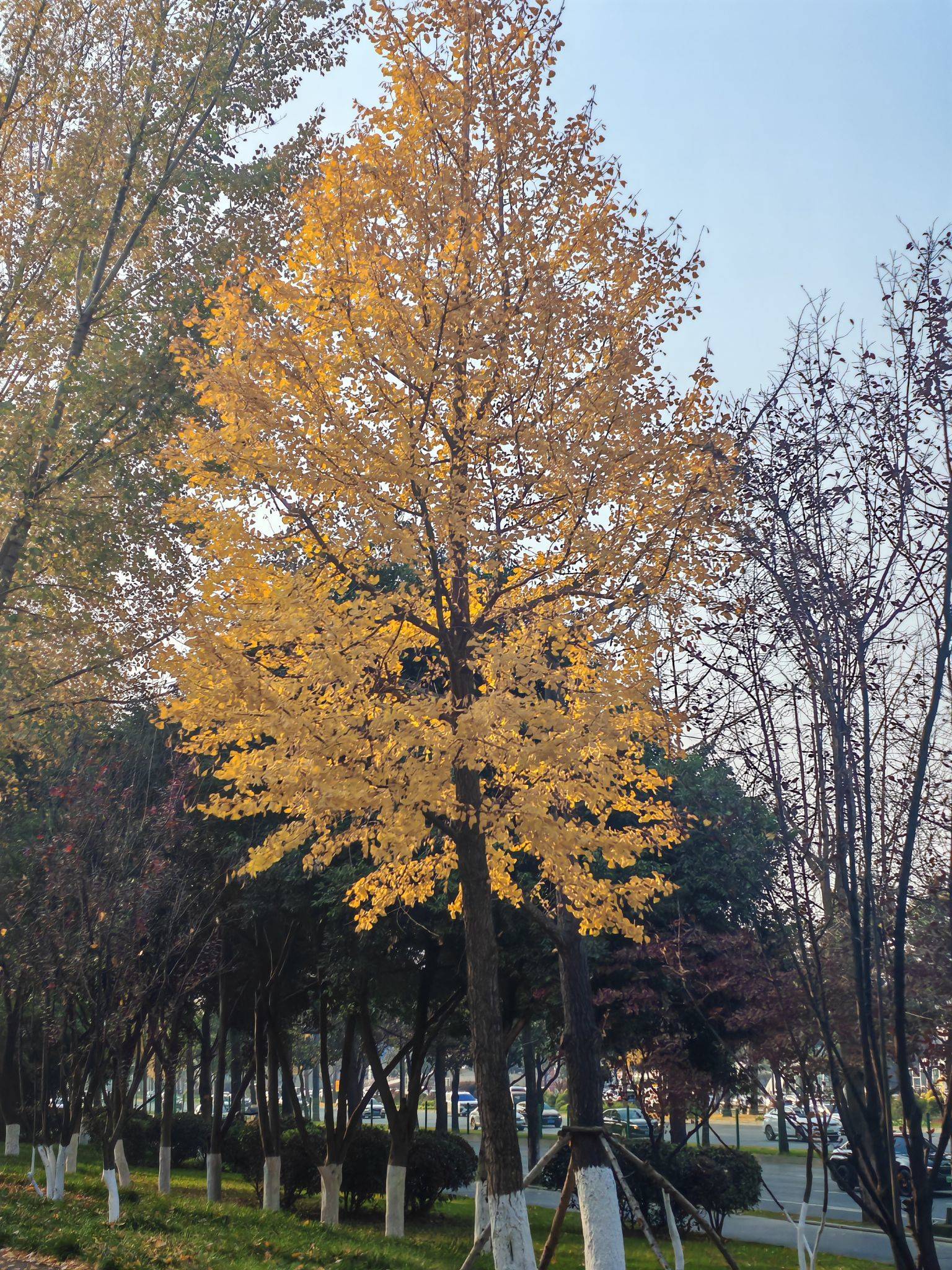 木木