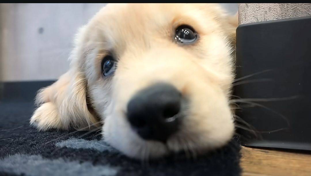 SHY