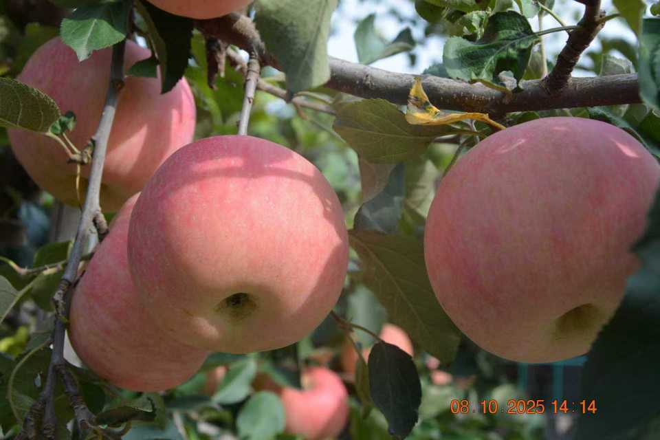 来咯来咯，建宇来咯！