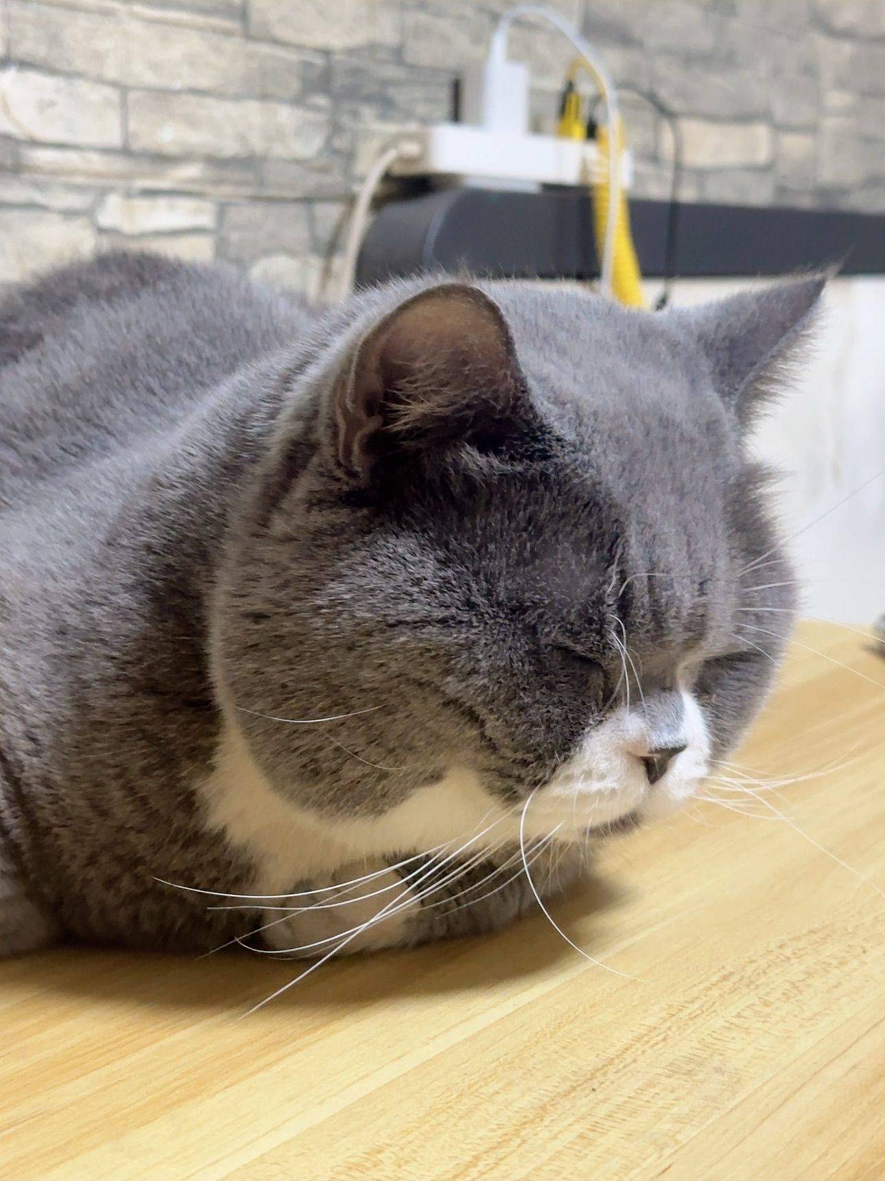 落魄小仙