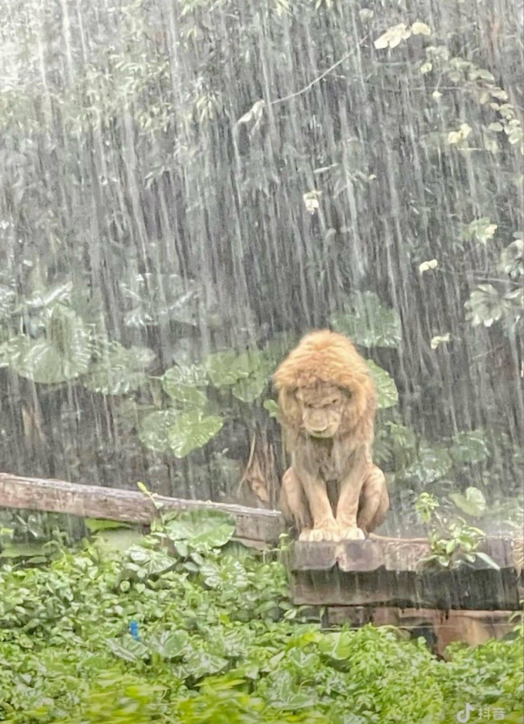 獅子頭150,127,88628