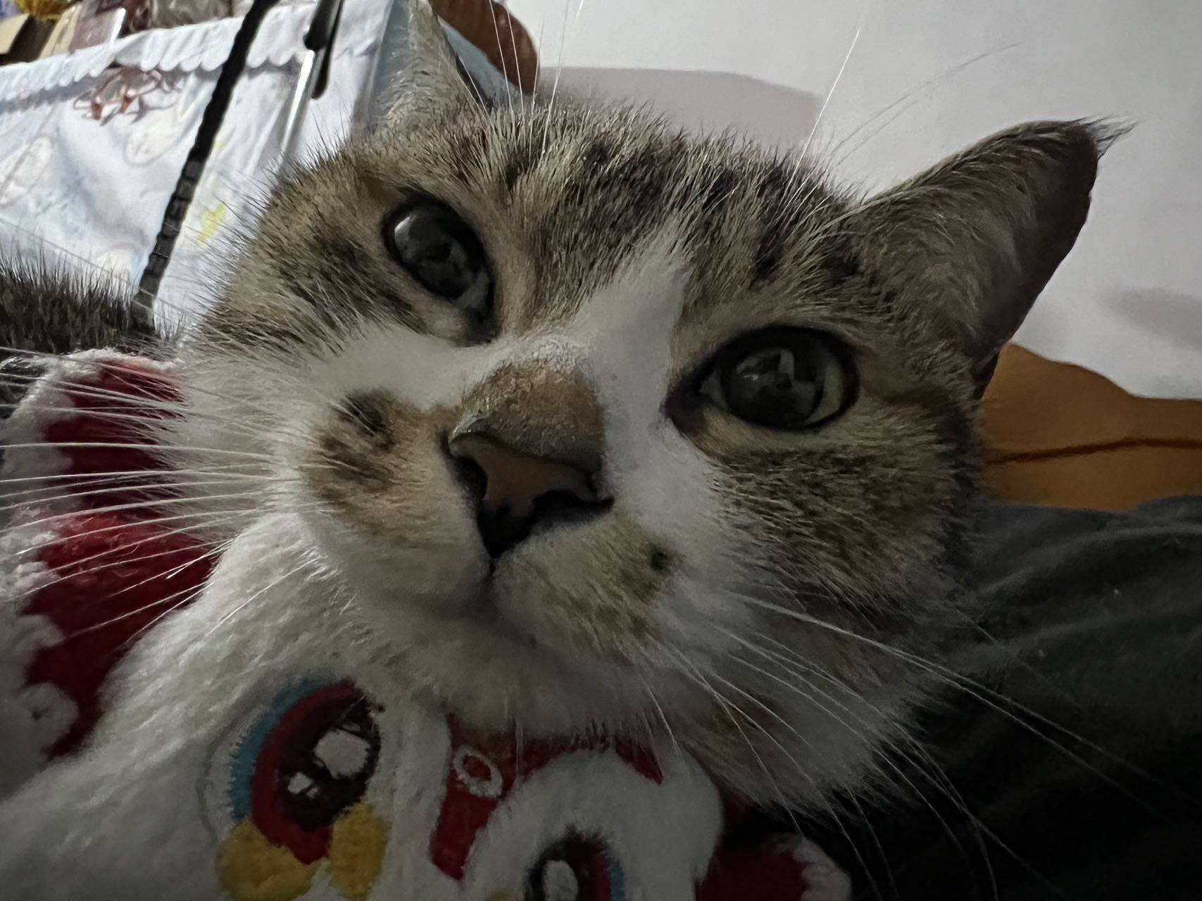 狸酥今天更好了