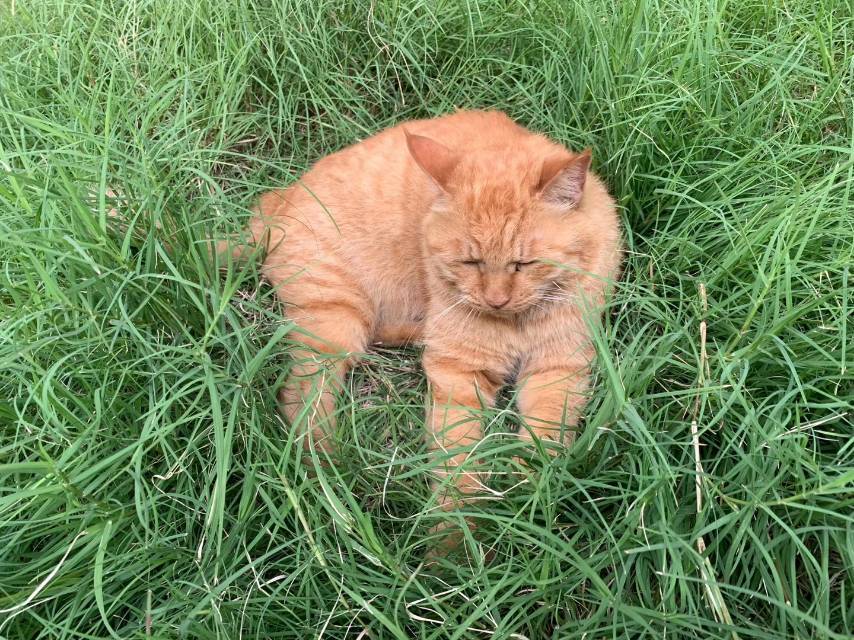 猫毛