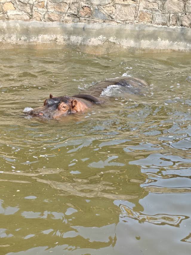 河马