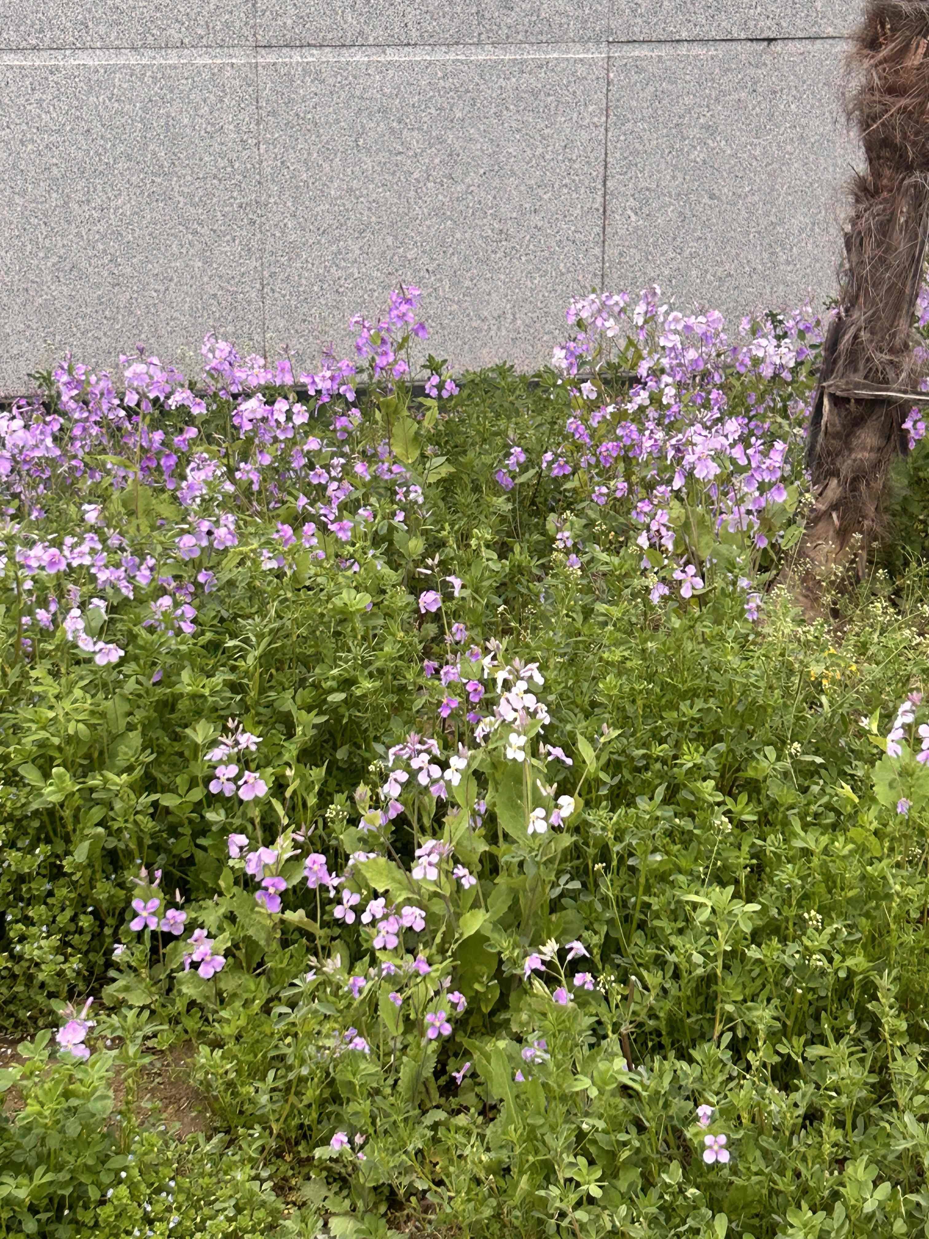山茶花