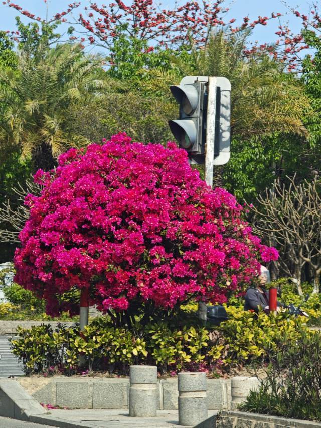 爱吃油条的猫咪