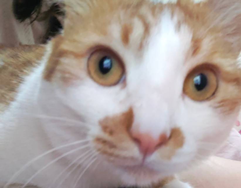 高山流水觅只咪