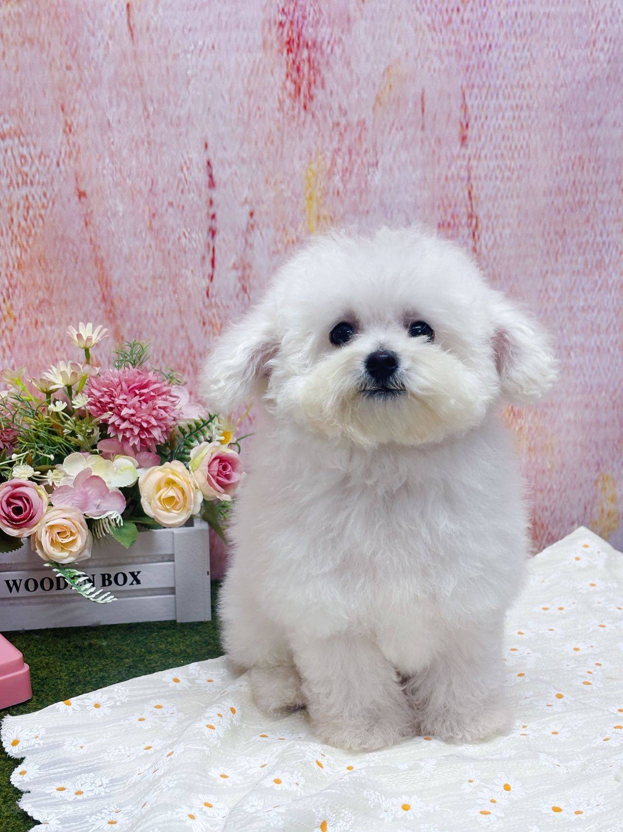 短发（美容须预约）