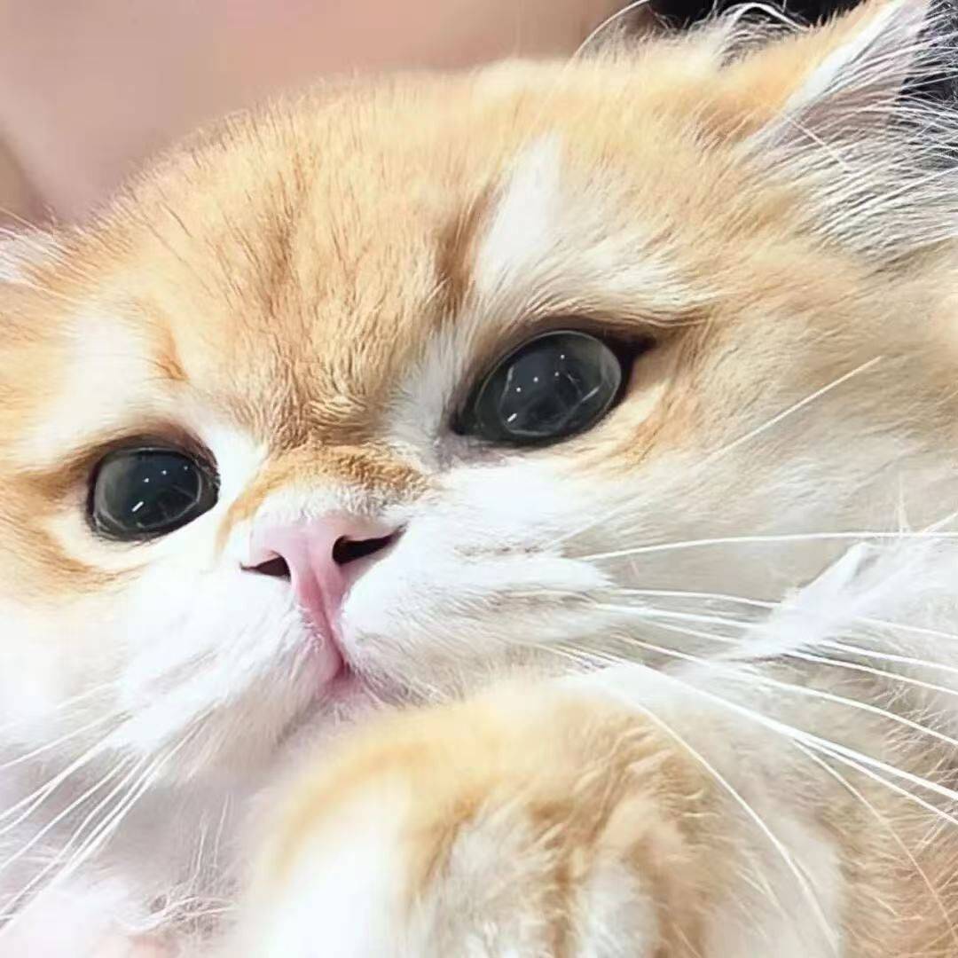 可乐加冰块🧊