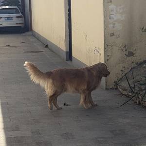 何妨吟啸且徐行