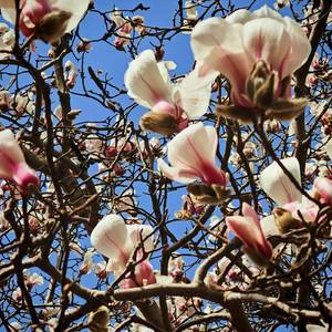 素笺犹染墨中香