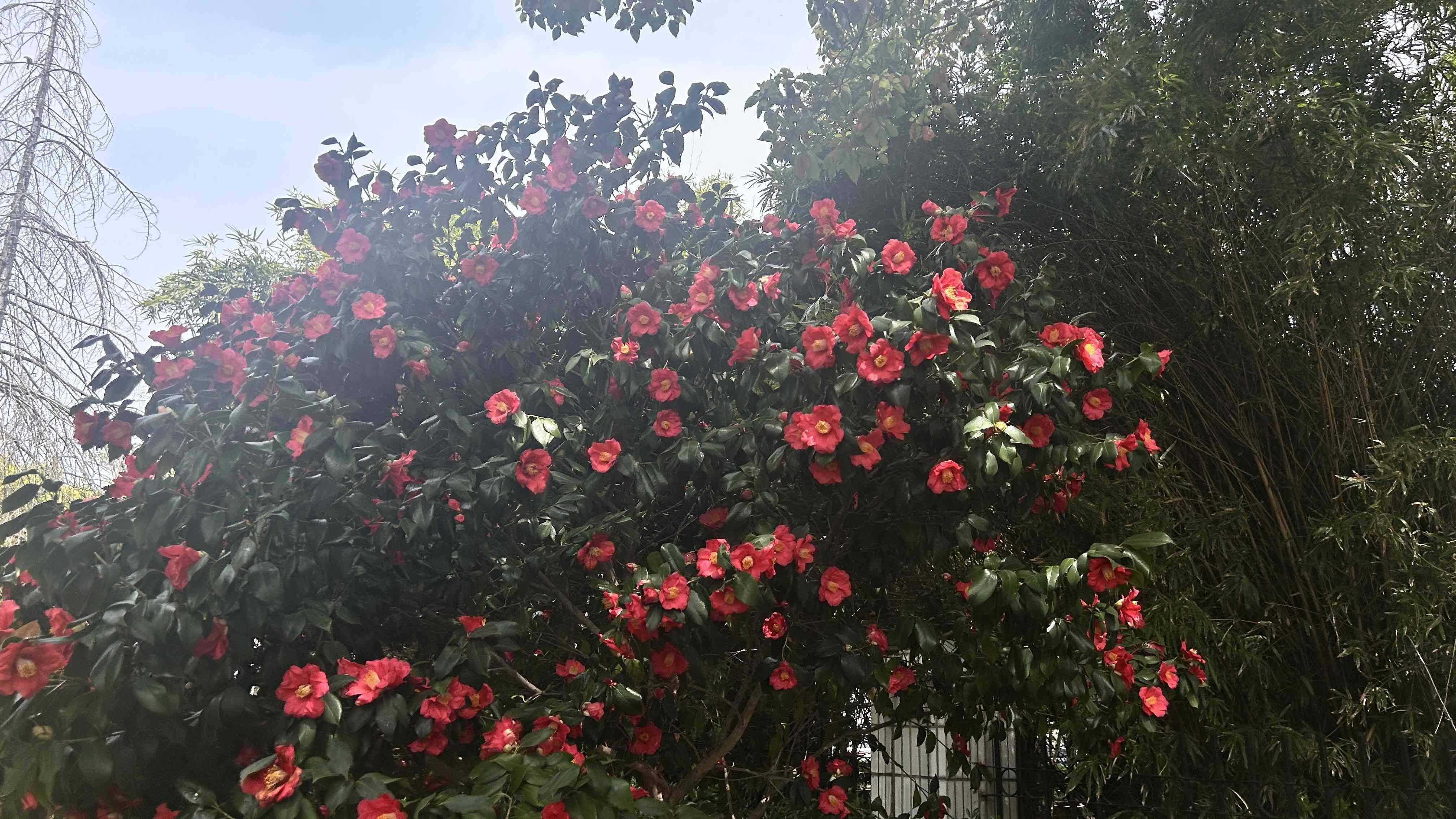 Flora