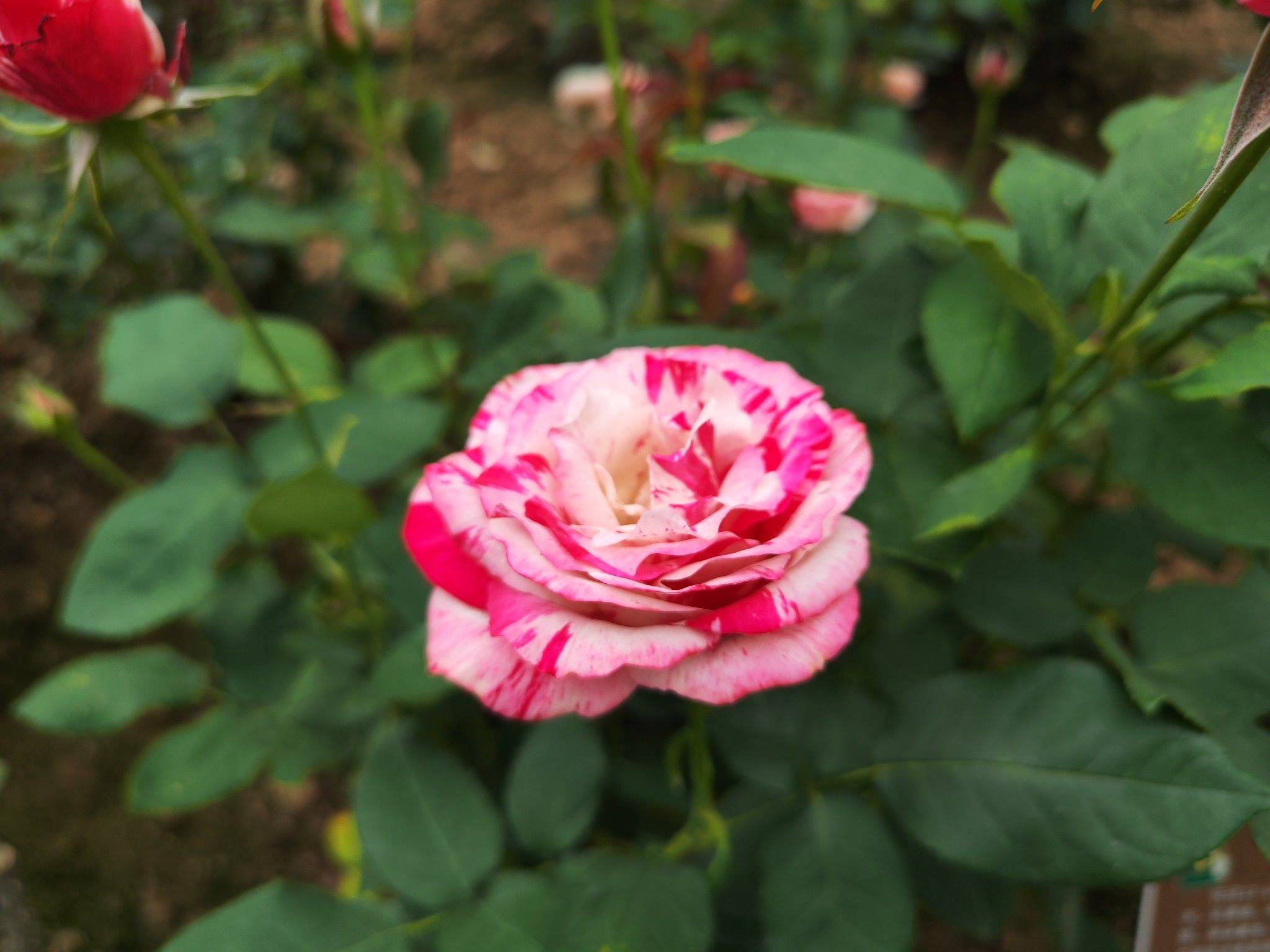 啦啦啦啦啦啦啦啦