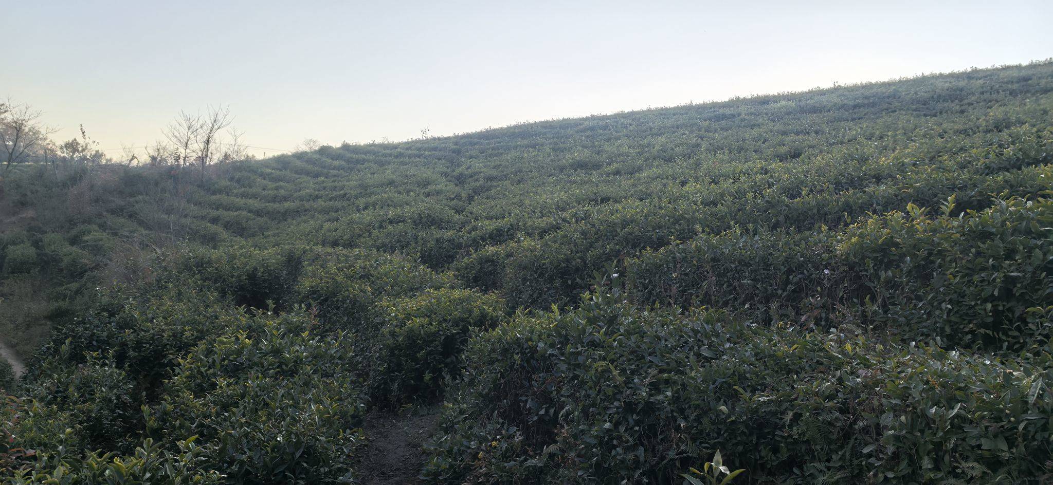 流芳百世的代号