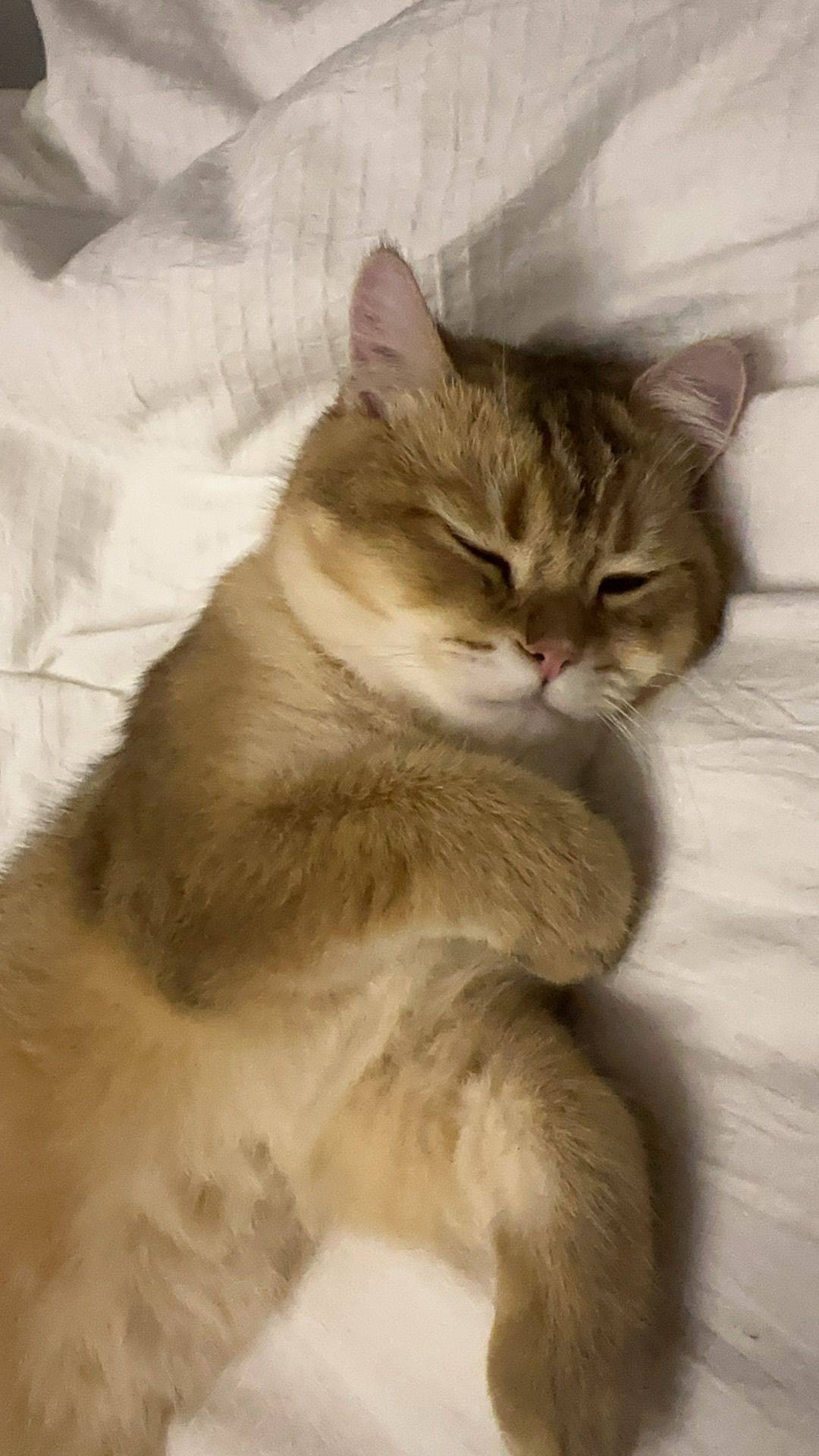 ian