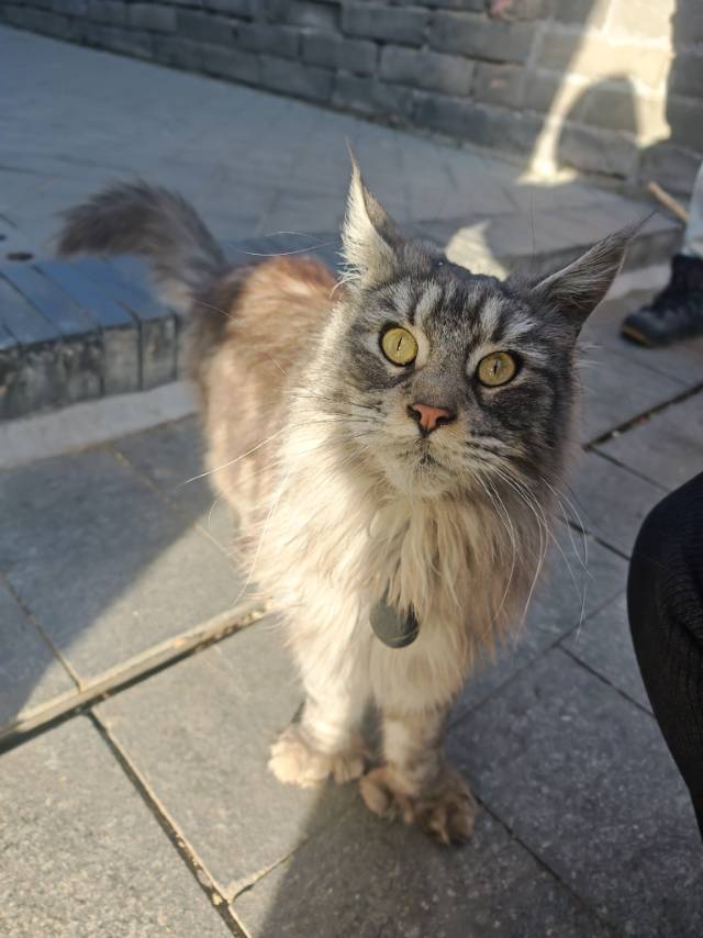维