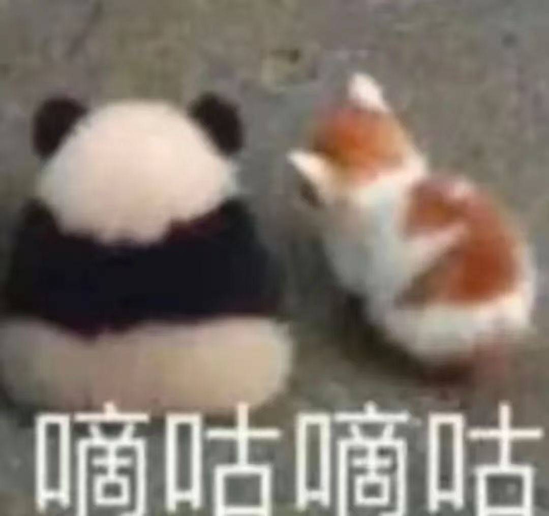 晒喵咪的阳光