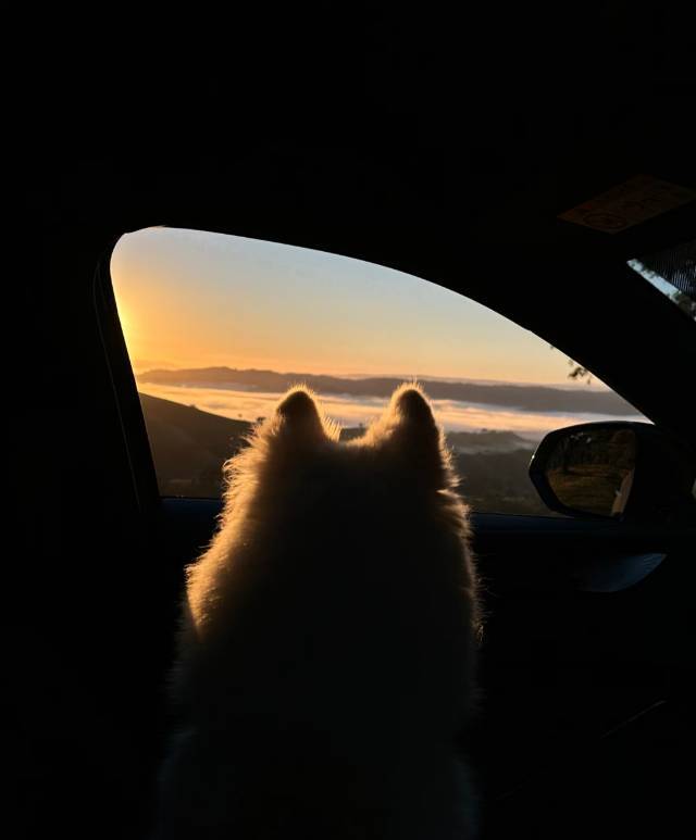 不吐泡泡的绿泡泡