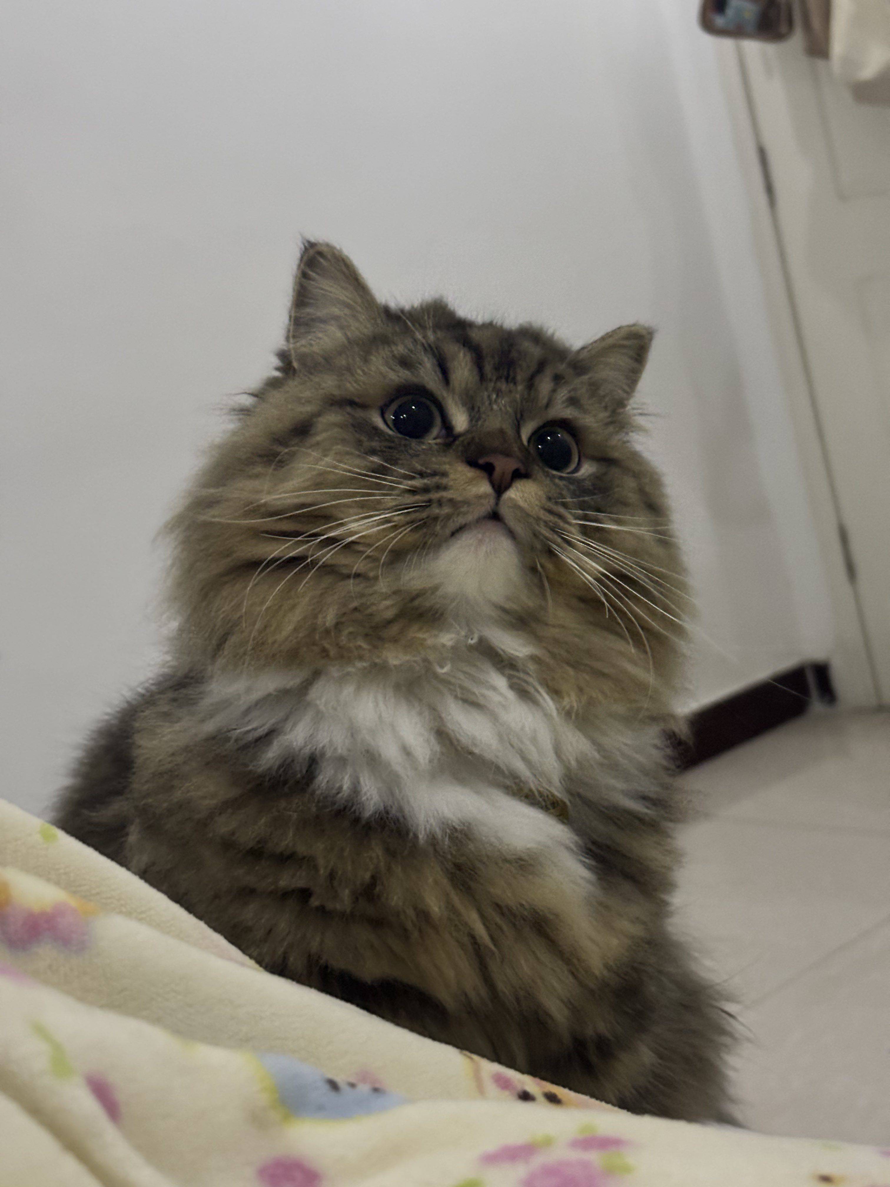 豆包没有小零食