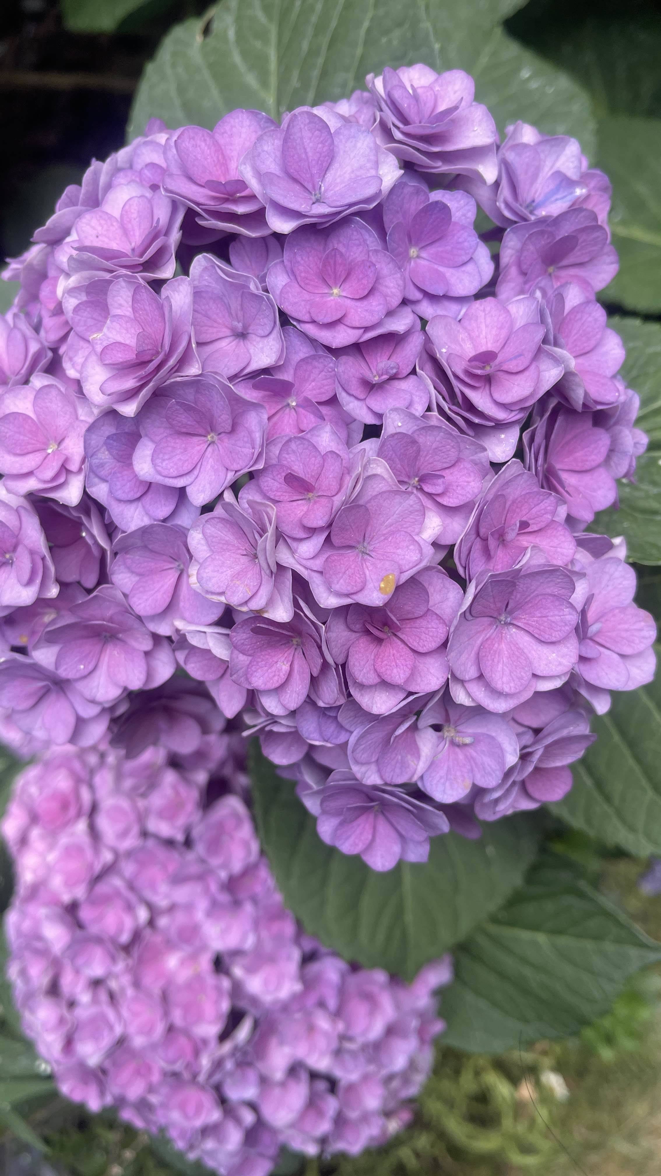 周敏☀️阳光大宅直租