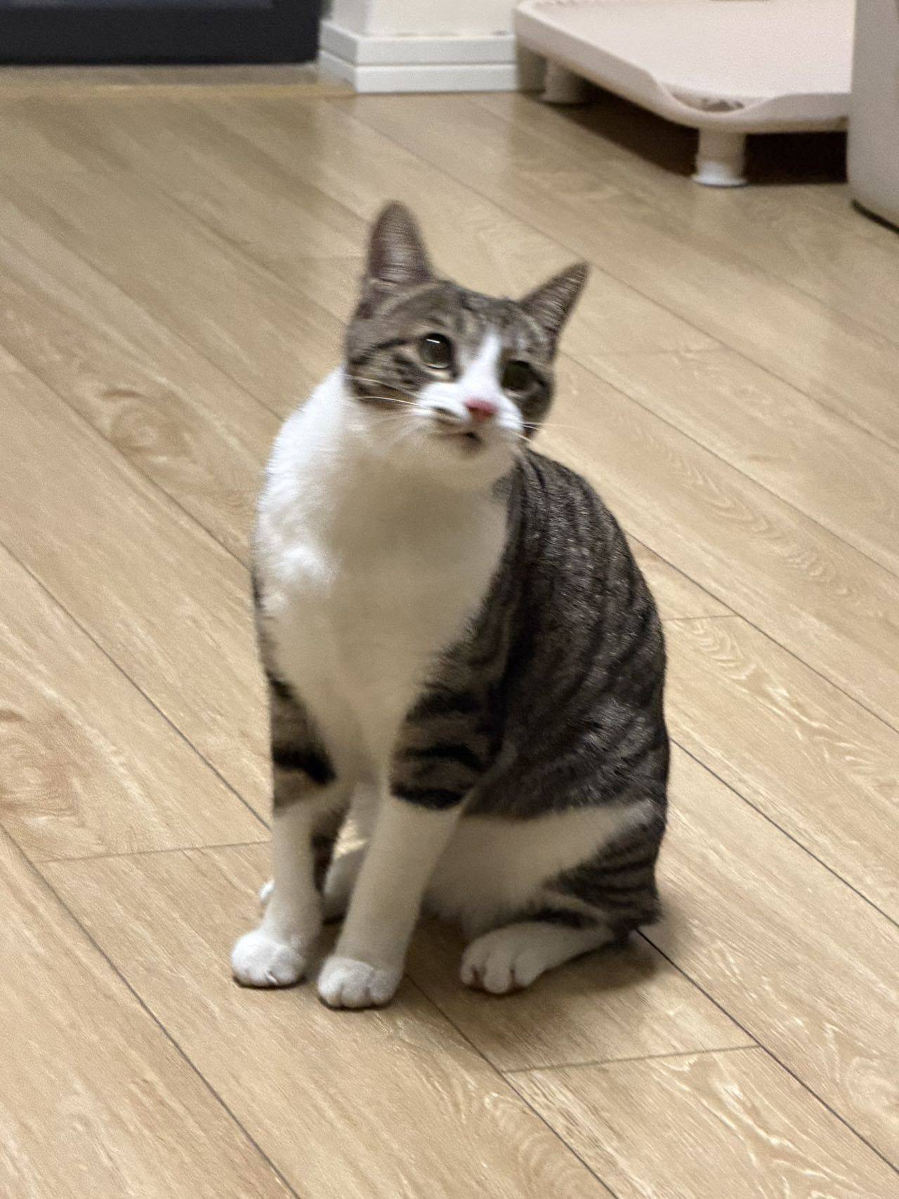 大黄