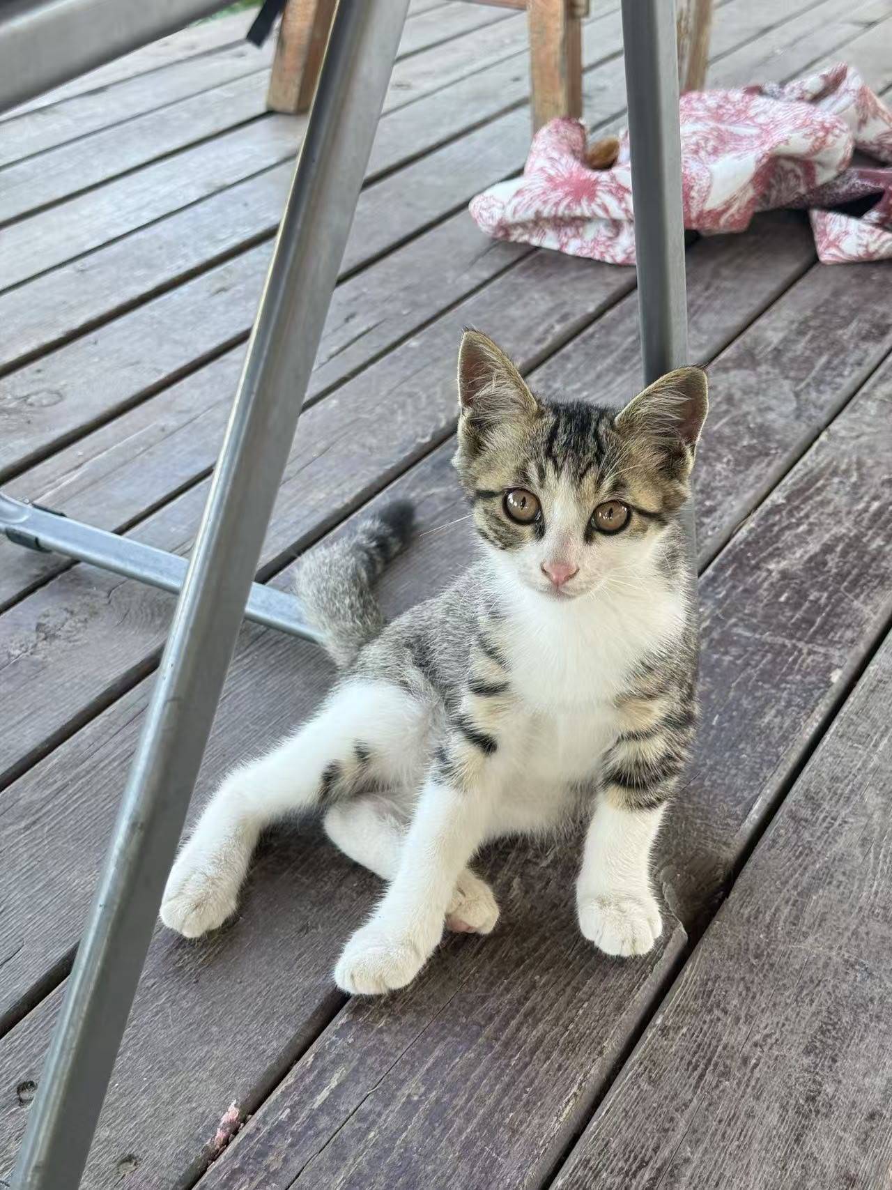 小猪