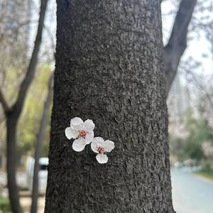 西兰花