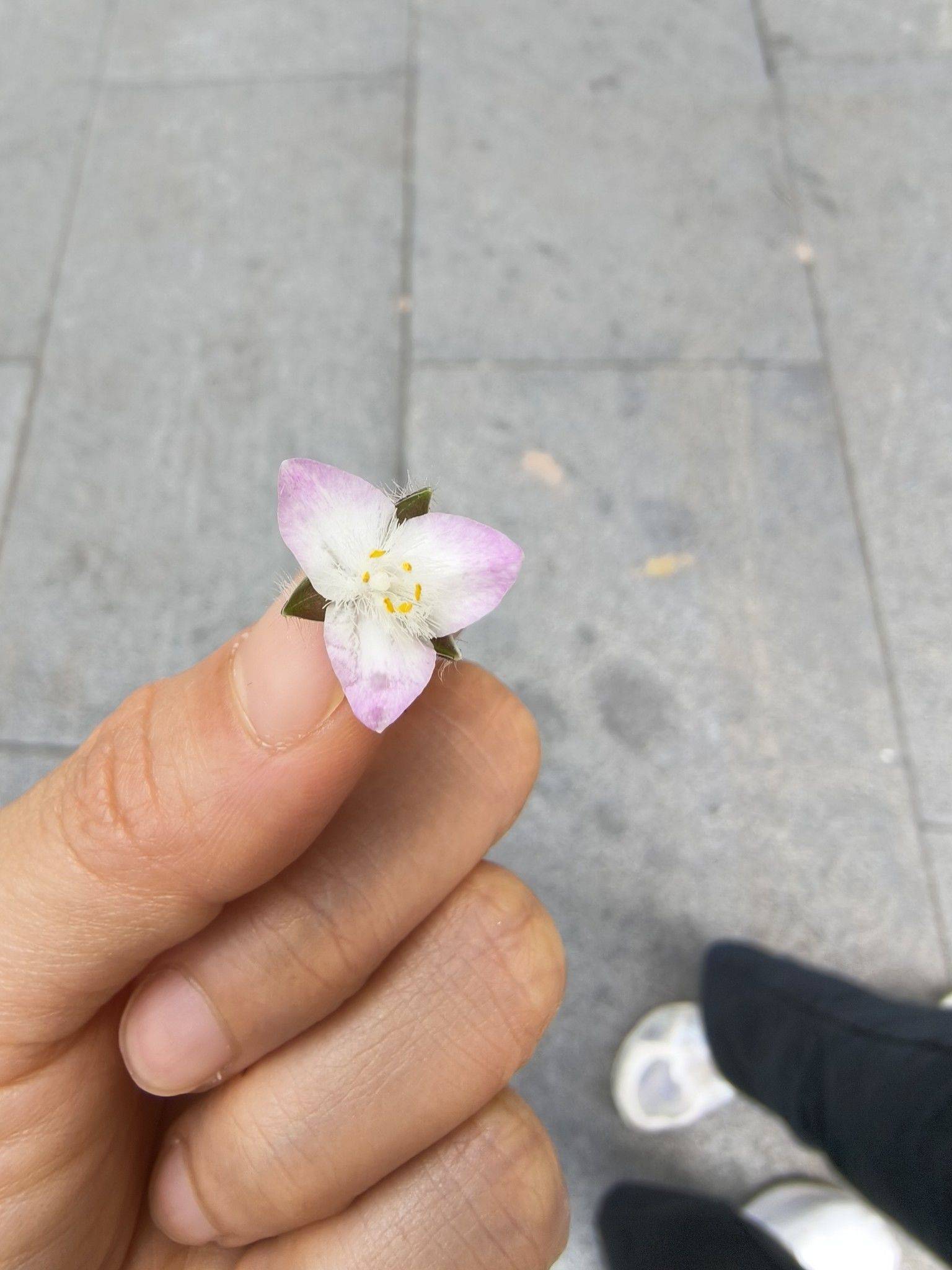 维啊丹