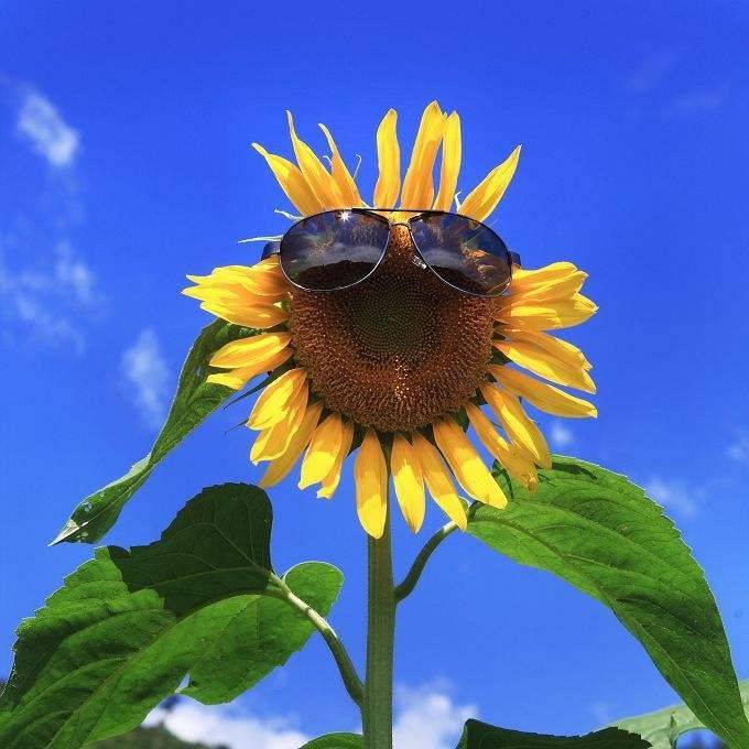 古月