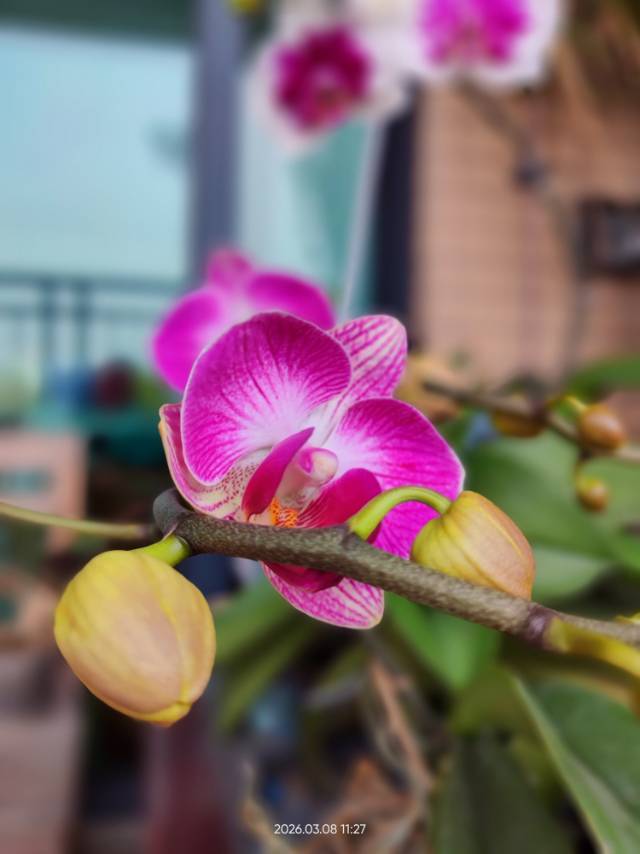 去年看花人