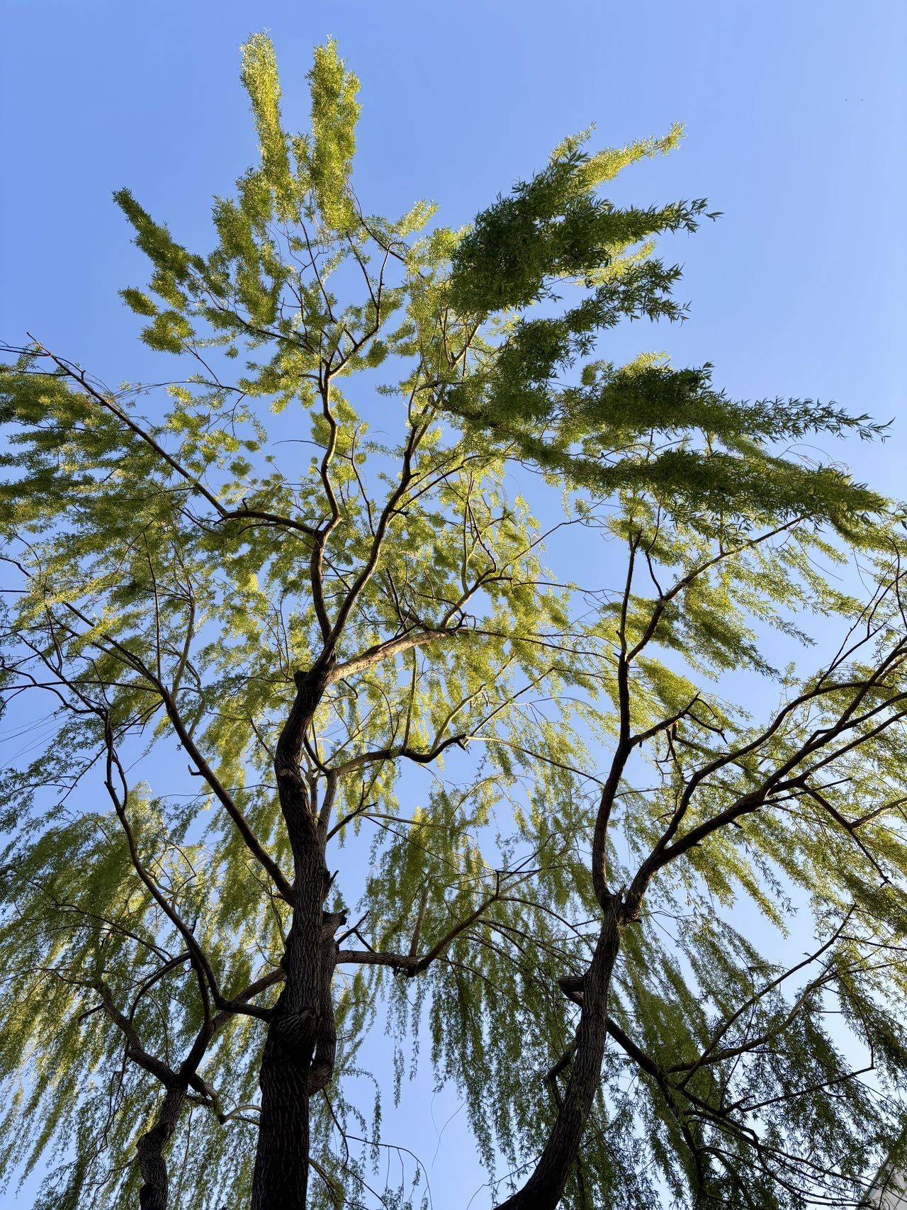 spring