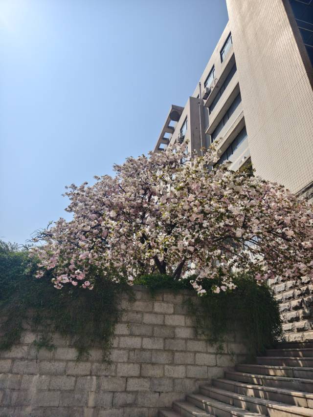 소미.