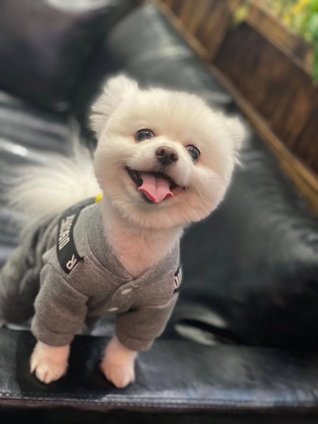 咩咩