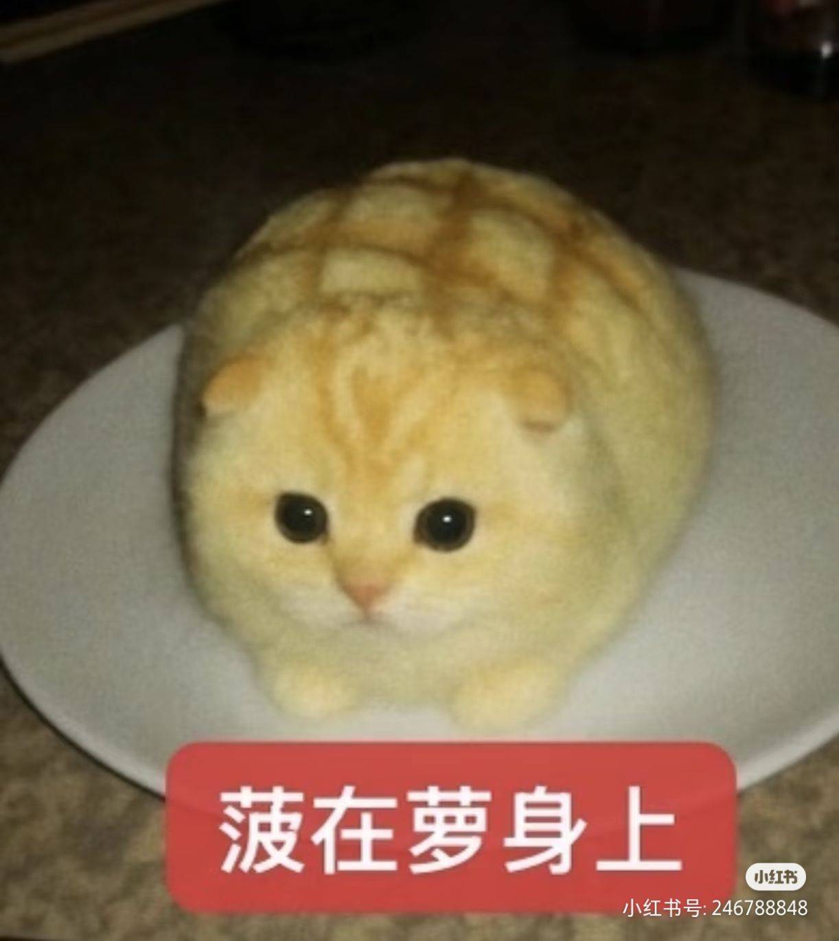 菠萝蜜(互赞版)