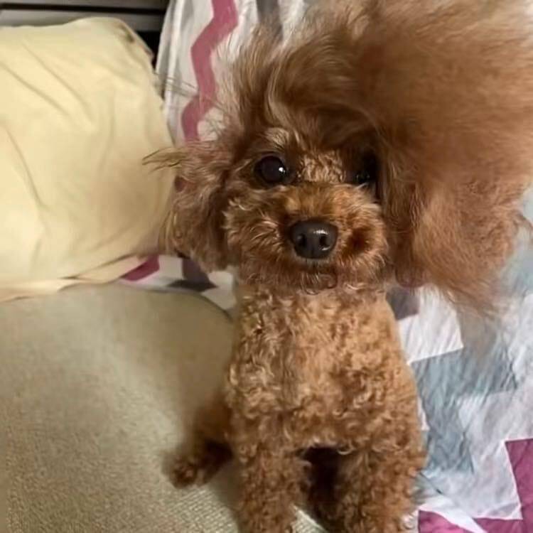 小李