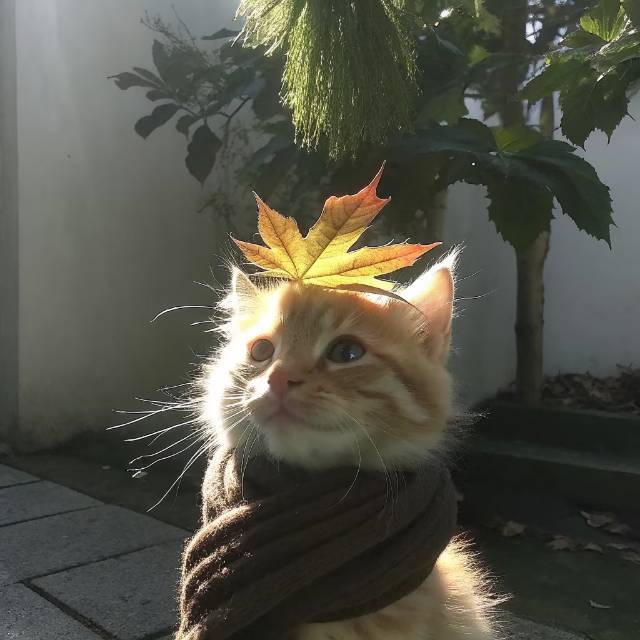 心风