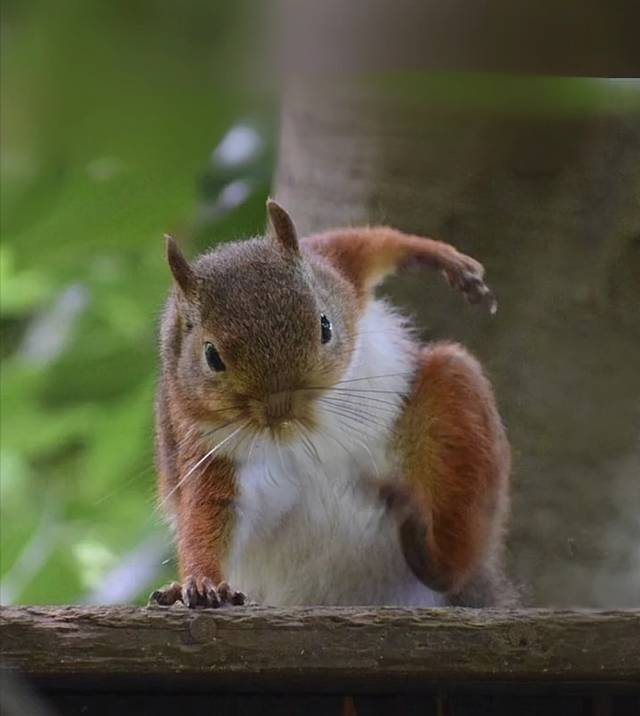 玉