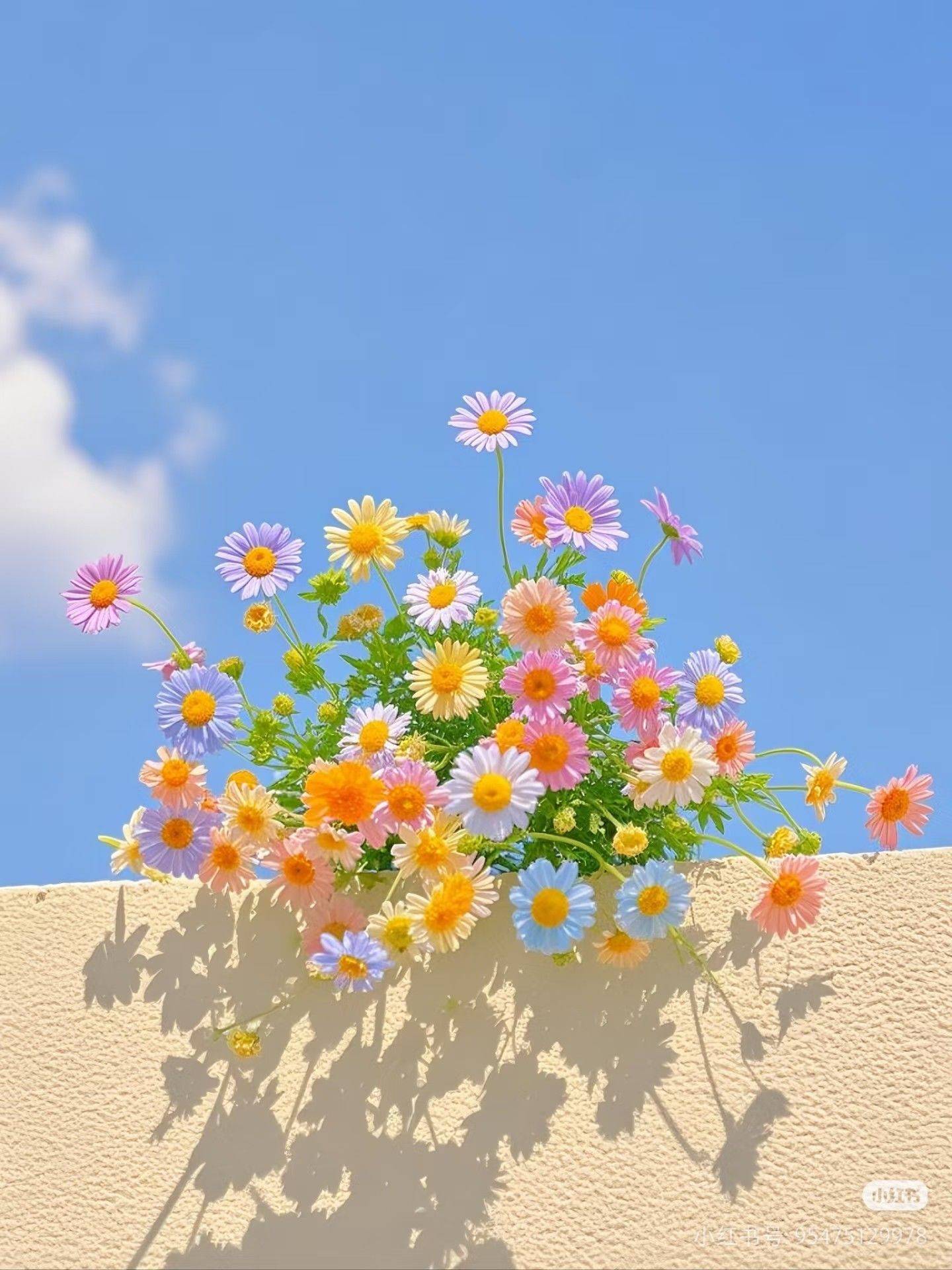 发财财的小仙女