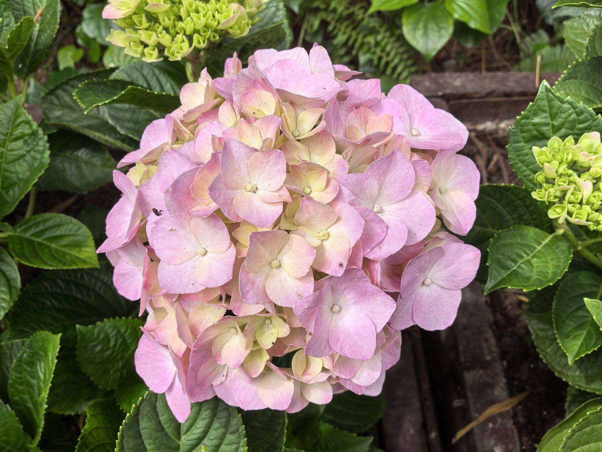 鲜花