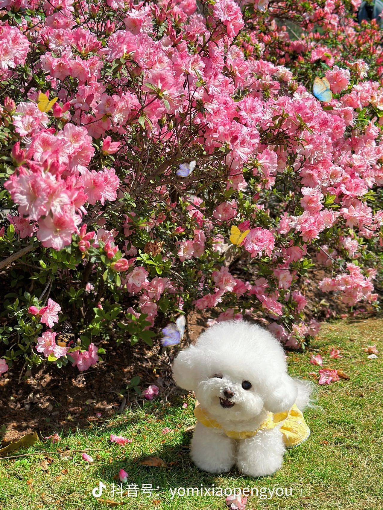 多瑙河的星星。