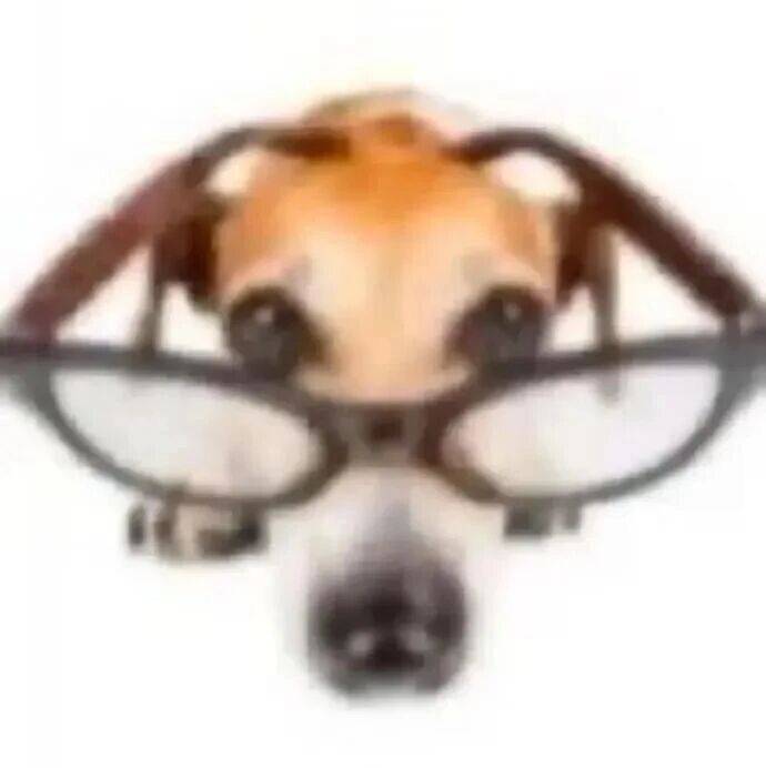 小猫教主