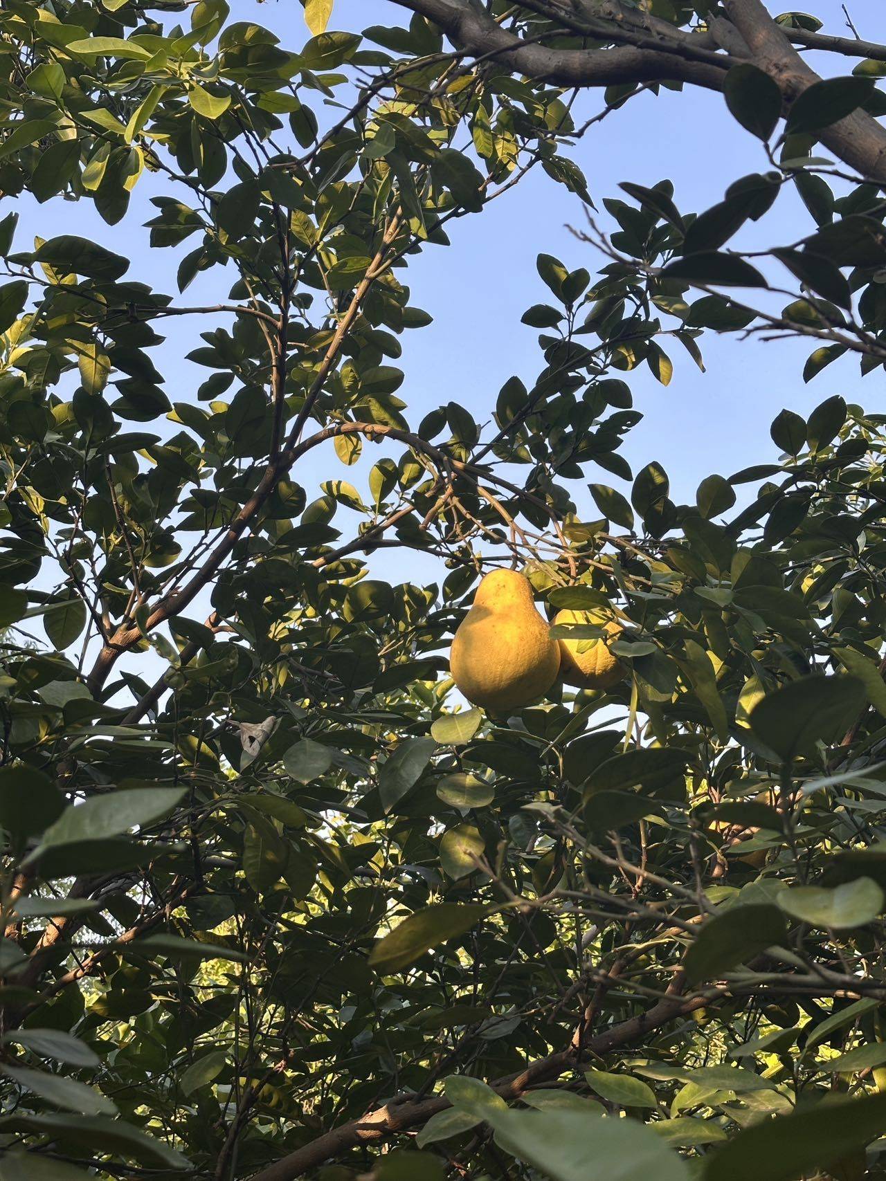 蜜儿