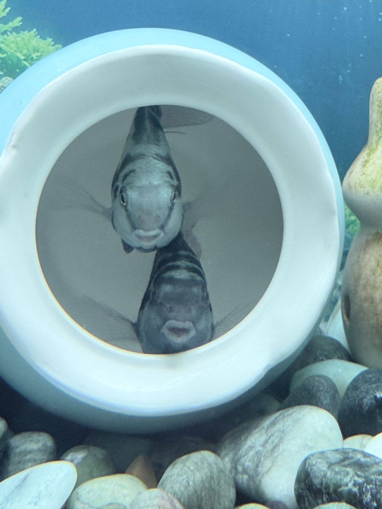 别太放肆，没啥用