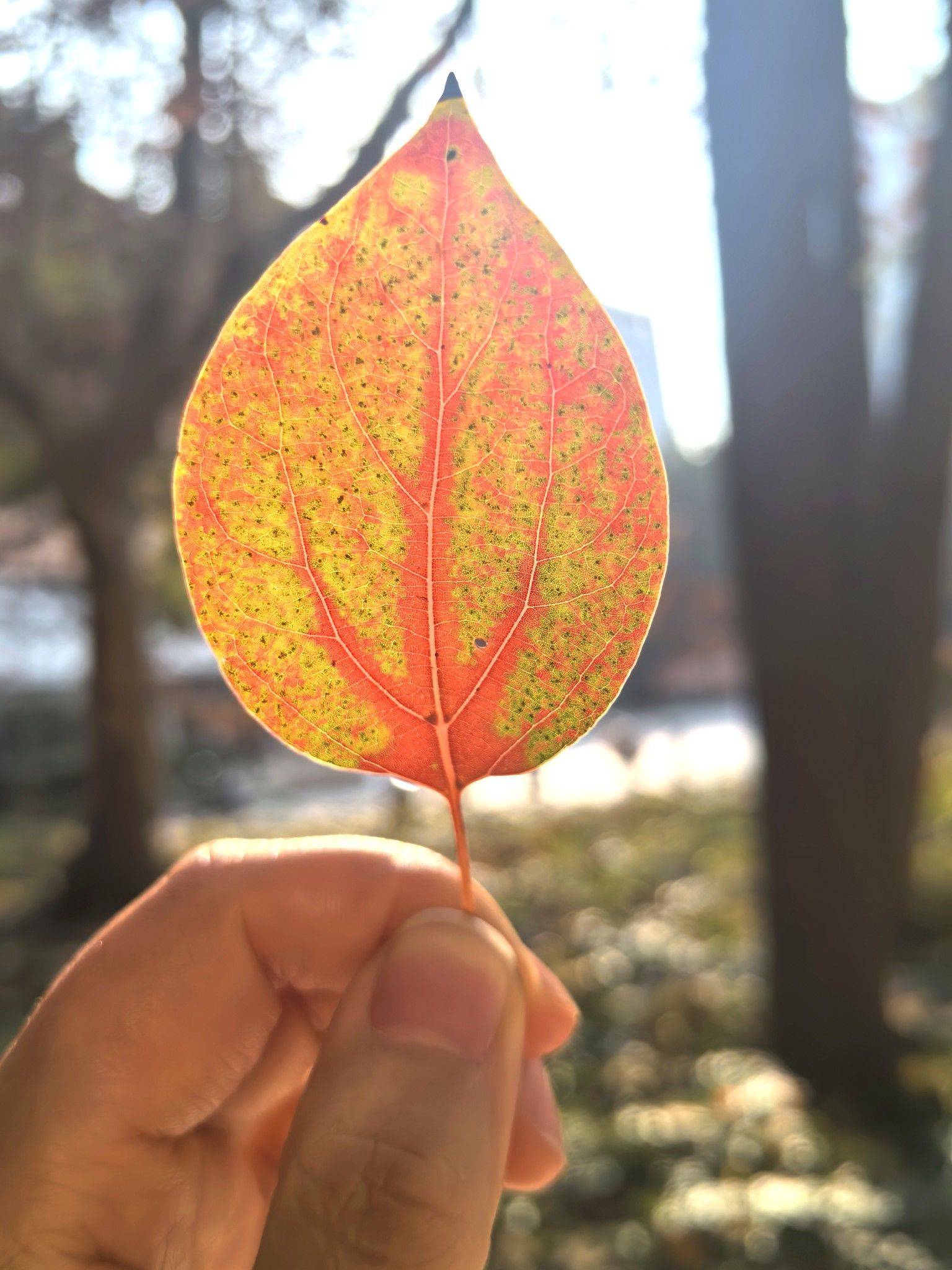 悠然见南山