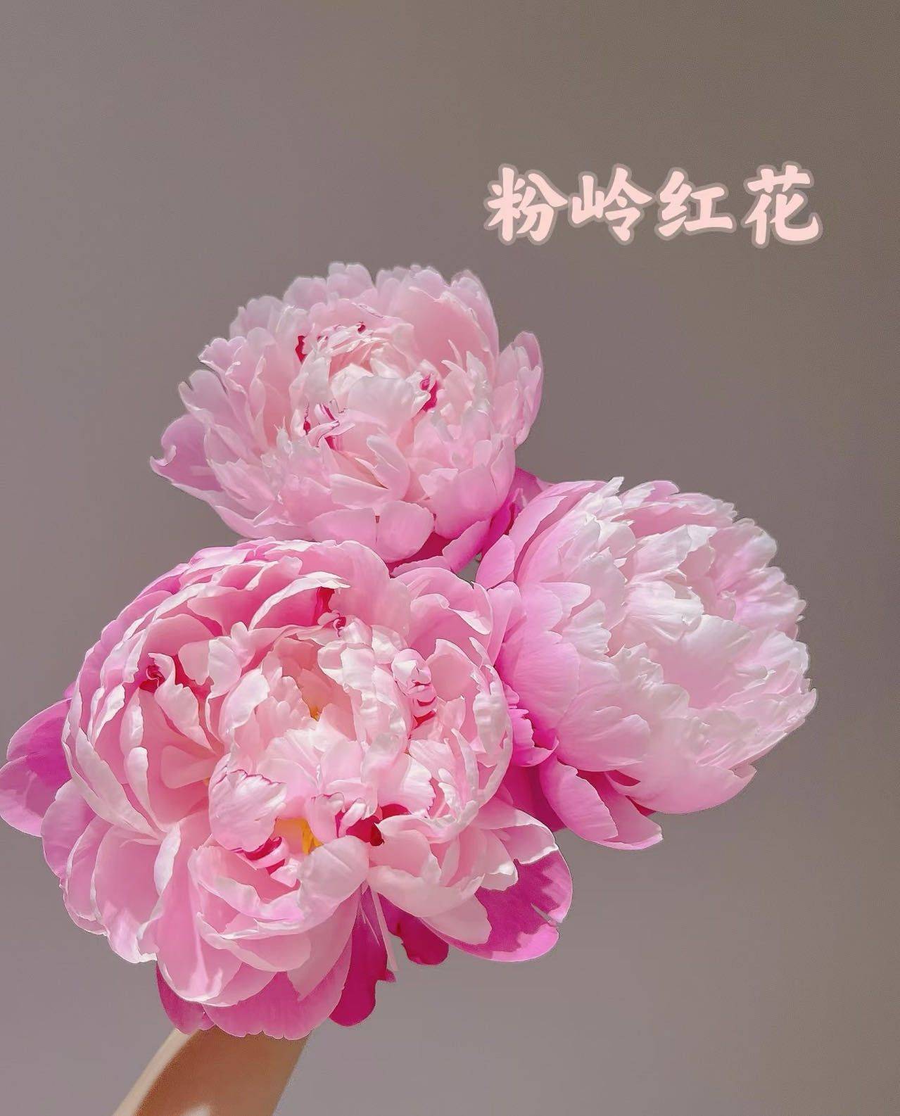 灼灼其华