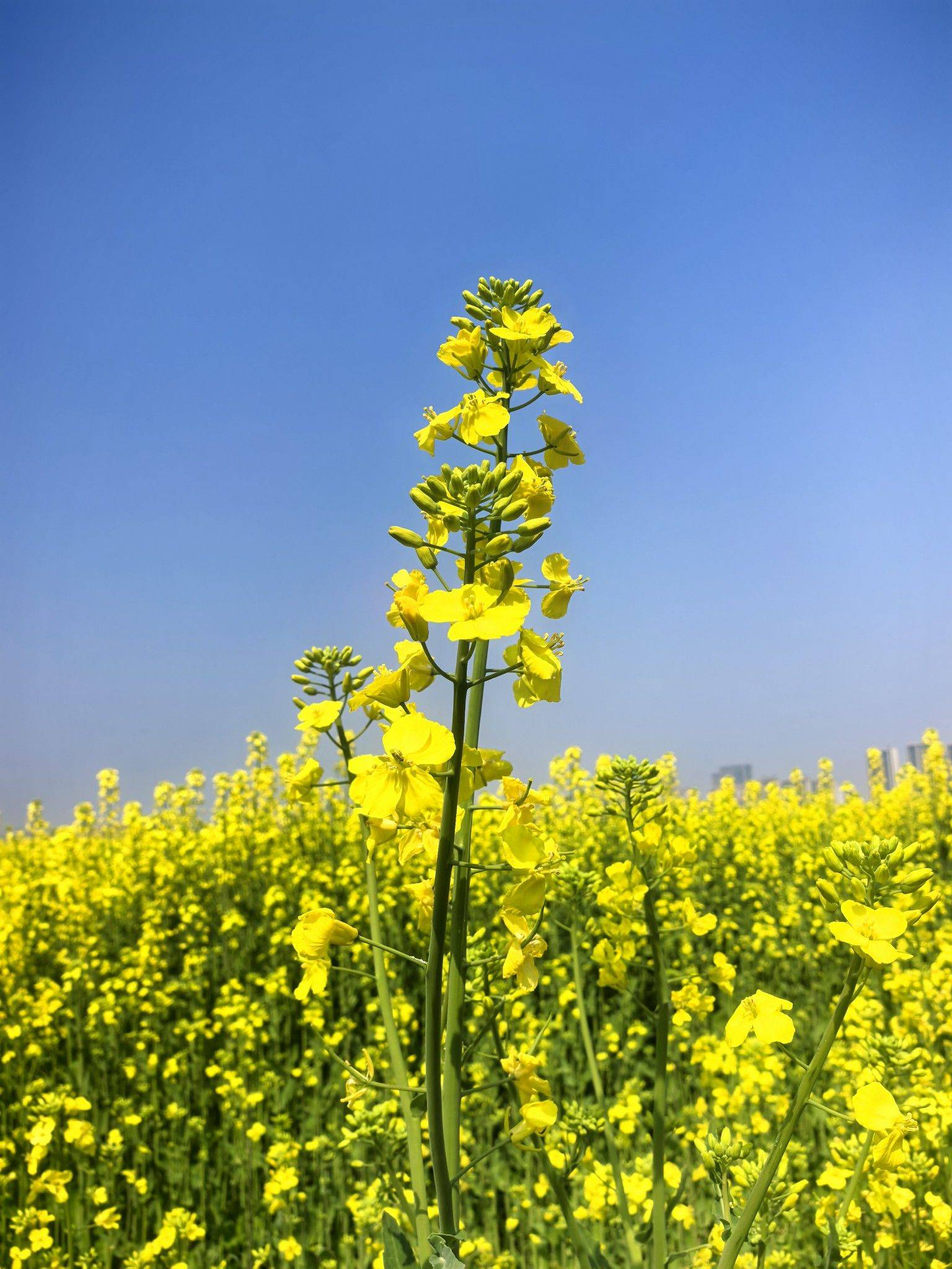 房东直租方圆中心