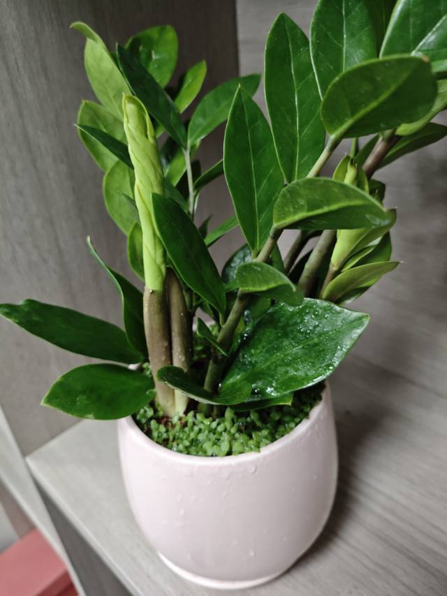 糖糖