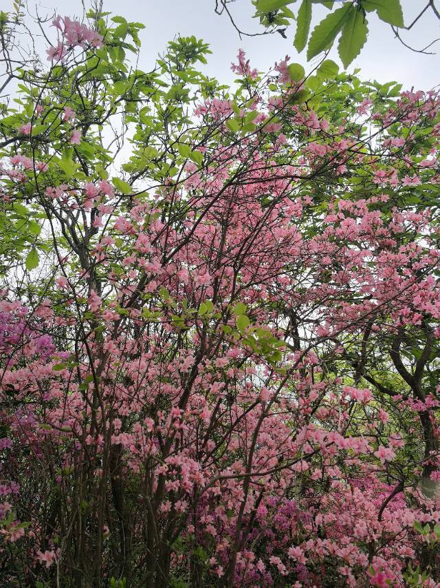 A～双汐爬宠营地